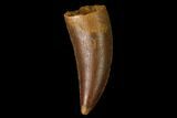 Serrated, Raptor Tooth - Real Dinosaur Tooth #171462-1